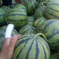 京欣上市中。口感好甜度高耐还输