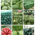 万亩西瓜种植基地