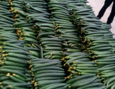 德瑞特721黄瓜大量上市，保质保量