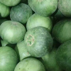 唐山市乐亭冀东果菜市场甜瓜上市