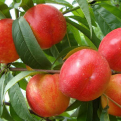 乐亭县陆地油桃毛桃下来