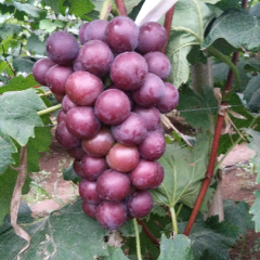 葡萄大量上市了，货绝对硬