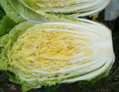 韩国黄心白菜6月中旬大量上市，白菜！耐运输