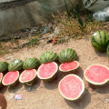 青州甜王，双星系列进去上市高峰期