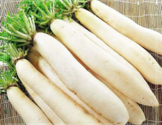 白皮白萝卜五月下旬上市，301品种