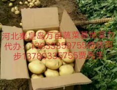 秦皇岛土豆开始上市了，品种以中薯系列为主