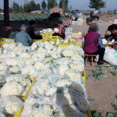 白面青梗松花菜 老基地，品种全质量好