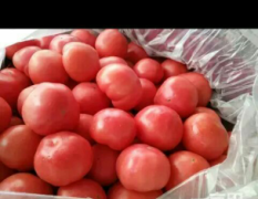 大棚西红柿大量上市，皮厚硬粉