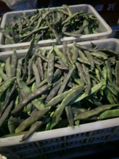 大棚 陆地 紫花油豆角上市了 四季豆价格行情 蔬菜商情网