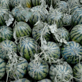 开封西瓜全国出名的，好西瓜