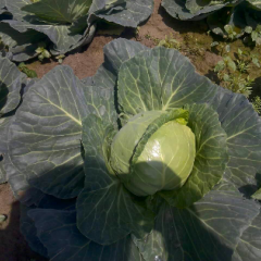 本地甘蓝现已大量上市，可提供冷库设施