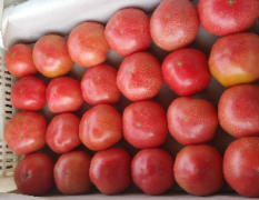 饶阳县西红柿、果圆、果红、果硬