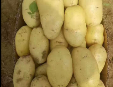 徐州上万亩陆地荷兰十五土豆，六一大批上市