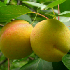 供应金太阳杏量大质优