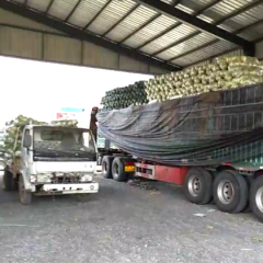 玉田中甘21甘蓝 专业工人装袋打包，塑料袋