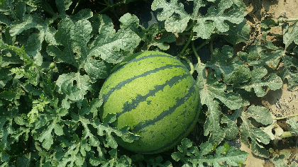 保定的西瓜便宜了，大面积成熟