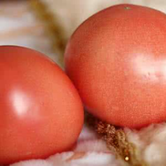 本地陆地西红柿即将大量上市