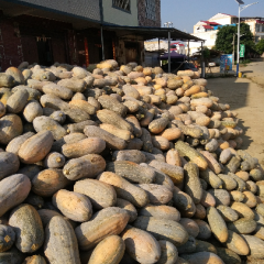 江南吴圩李庭泽5月金韩密本南瓜