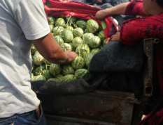 山东聊城莘县有甜瓜市场主要种植花蕾和绿宝