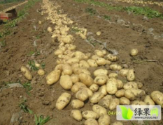 泗水县大量荷兰十五，中薯，早大白土豆上市了