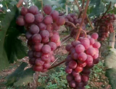 饶阳县葡萄以上市，品种有红无核，维多利亚