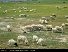 绿色大草原的纯天然生态大尾绵羊