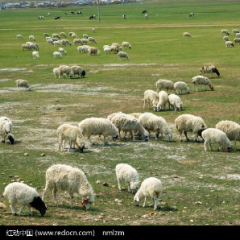 绿色大草原的纯天然生态大尾绵羊