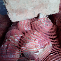 禹城市我们这里洋葱量大质量好