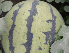 今年西瓜种植面积大于往年，品种好