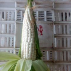 江苏东台大棚栽培的玉米棒已经上市