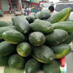 河南中牟子弹头黑皮冬瓜：韩寺镇李建