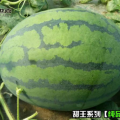 山东单县纯品甜王西瓜50多亩