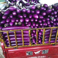 博爱长紫茄条形匀称，色泽紫亮，肉嫩无籽
