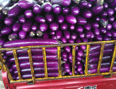 博爱长紫茄条形匀称，色泽紫亮，肉嫩无籽