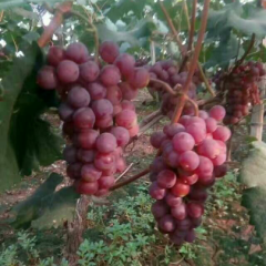 大棚葡萄以上市有维多利亚