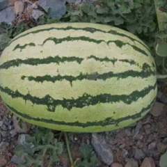 甘肃省白银市靖远县金花一号，金城五号