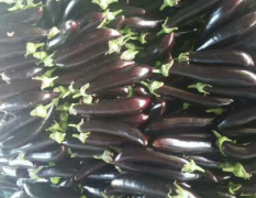 全国最大的陆地茄子种植基地 布利塔长茄