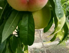 河北子明果品大量4两以上的苹果桃以上市