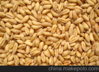 山东郯城小麦主产区，新小麦大量上市