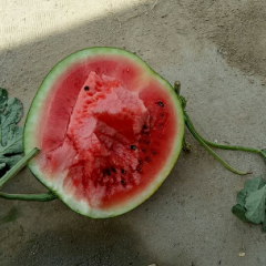 蒲城西瓜个大皮薄瓤红含糖量高