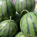 陕西京欣西瓜大量上市，有需要的联系