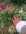 本村种植香菜2000亩菠菜3000亩大葱1千亩
