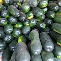 河北清苑子弹头黑皮冬瓜种植基地！