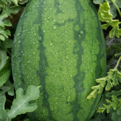 本农场西瓜百亩，品种精品大懒汉，绿龙