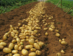 泗水县大量土豆上市了，价格面议，品种齐全