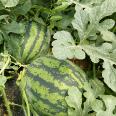 陕西蒲城西瓜皮薄瓤红