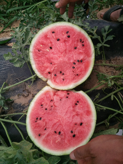 辽宁盘锦春棚甜王西瓜上市了