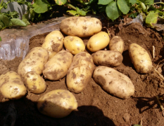 本人种植了15亩希森3号土豆