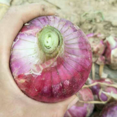 大量优质二红洋葱上市了