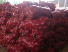 河南通许县红皮洋葱大量上市了，个大，颜色红